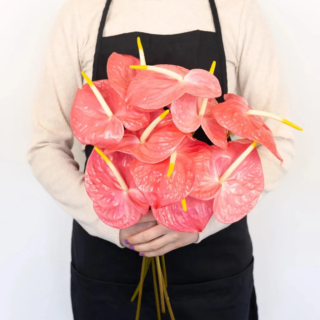 Anthurium Summer Crush Blush Tropical Flower