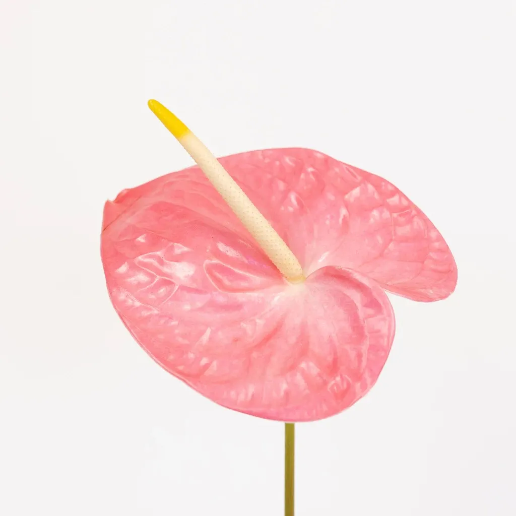 Anthurium Summer Crush Blush Tropical Flower