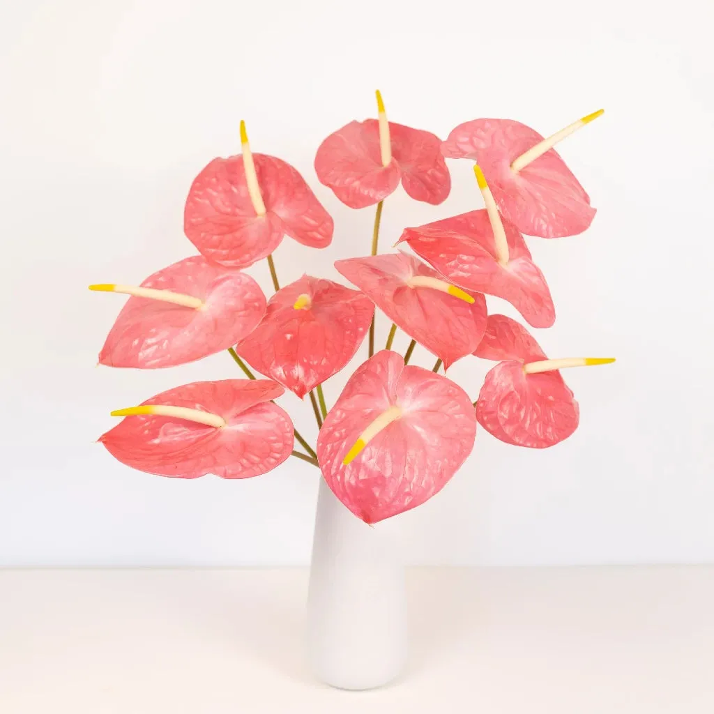 Anthurium Summer Crush Blush Tropical Flower